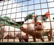 Alagoas lidera crescimento do rebanho suíno no país