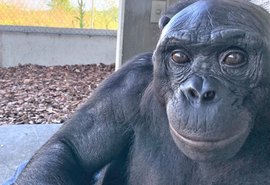 Estudo de cientista brasileira mostra que bonobo raciocinava sobre objetos imaginários