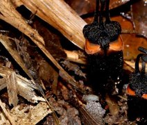 ‘Flor do diabo’ rara é descoberta sob o solo em parque nacional