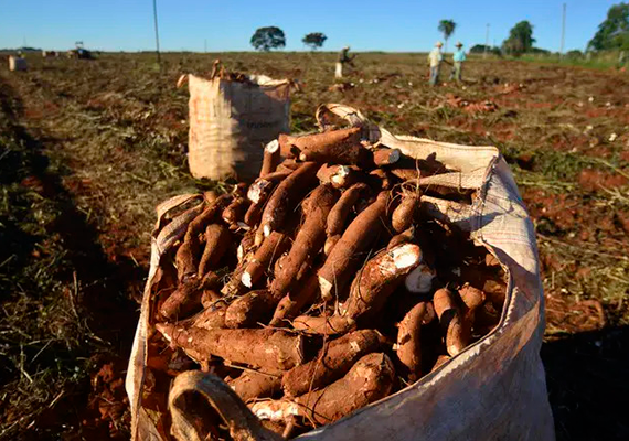 Clima desfavorável afeta comercialização de mandioca