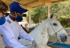 Soros produzidos por cavalos têm anticorpos potentes para covid-19