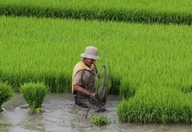 Deputado sugere ao governador a compra da produção de arroz da região do baixo São Francisco