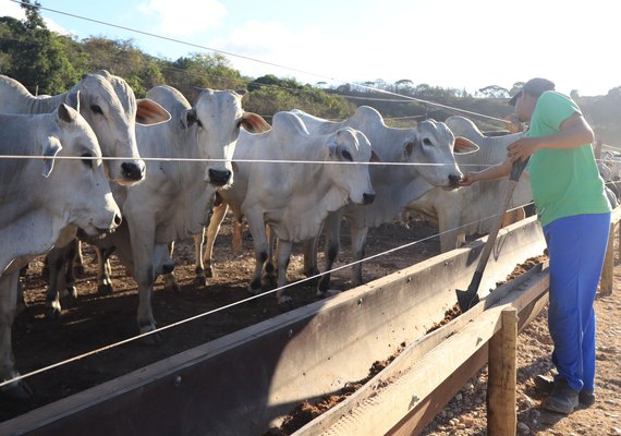 Hotel do boi: o primeiro confinamento coletivo para bovinos em Alagoas