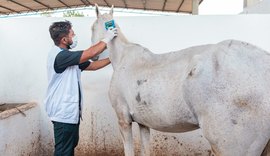 Vigilância de Zoonoses cuida de animais de grande porte recolhidos das ruas