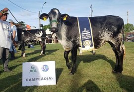 71ª Expoagro/AL vai sediar eventos regionais da raça Girolando