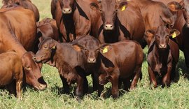 4º Leilão Fazenda Mangabeira movimenta R$ 708,9 mil e amplia presença do Santa Gertrudis em oito estados