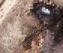 MP denuncia empresa e sócios por morte de dezenas de cavalos em Atalaia