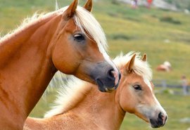 Mapa promove curso de capacitação sobre saúde de cavalos