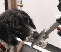 Cientistas treinam cães para identificar câncer pelo faro