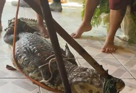 Vídeo: funcionários encontram jacaré em açaiteria na Praia do Francês