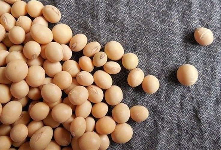 Demanda por biodiesel eleva preço do óleo de soja