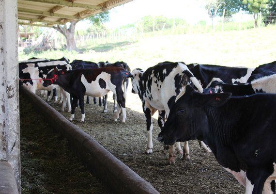 Cooperativa Pindorama sorteia 30 novilhas de alto valor genético