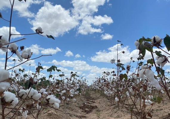 Dia de Campo promove cultura do algodão no Agreste de Alagoas