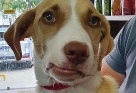 Homem é preso após quebrar mandíbula de cachorro a socos em Palmeira dos índios