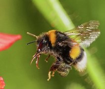 Pesquisadores identificam sinais de consciência em abelhas