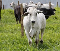 1º Leilão Brahman e Nelore disponibiliza lotes para atender necessidade dos produtores