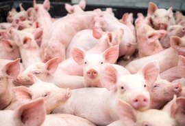 Exportação de carne suína cresce 21% neste mês de Abril