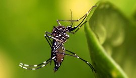 Cientistas ligam casos de dengue à imunidade para covid-19