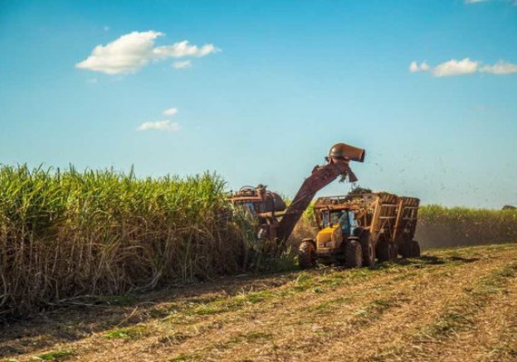 Diversificação agrícola aumenta renda anual de agricultor em quase 80%