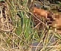 Corpo com sinais de violência é encontrado em córrego em Colônia Leopoldina