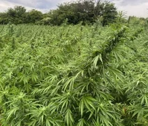 PF mira grupo suspeito de cultivar e distribuir maconha em três estados