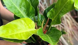 Cuidar de plantas se consolida como gesto sustentável e cresce cada vez mais