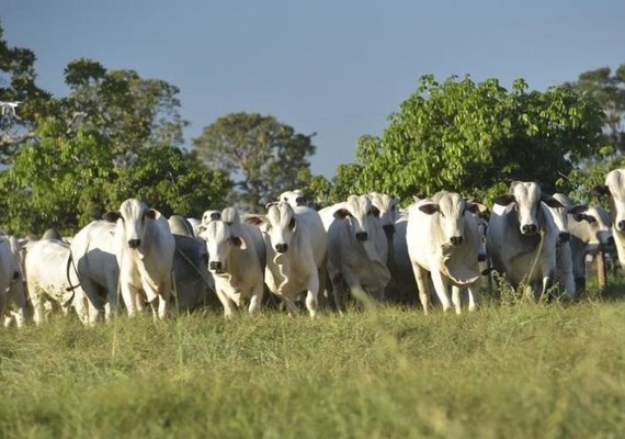Boi gordo tem ritmo lento com feriado na próxima terça