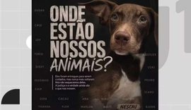 22 cães desaparecem após serem levados para abrigo em Pernambuco