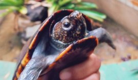 Animais silvestres voltam para natureza no Parque Municipal de Maceió