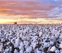Safra de algodão do Brasil terá desafios para crescer no próximo ciclo, diz Abrapa