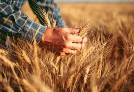 Crise global pressiona custos do trigo e acende alerta no Brasil
