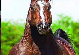 Grife Diego Steel vai comandar 5º Leilão Vale Rico