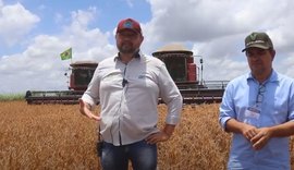 Plantio de soja direto na palhada da cana auxilia produção do grão e aquece mercado de Alagoas