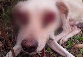 Cachorro teve olhos arrancados em Major Izidoro