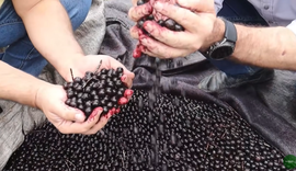 Vídeo do Alagoas Rural sobre fábrica de açaí viraliza e soma milhares de curtidas