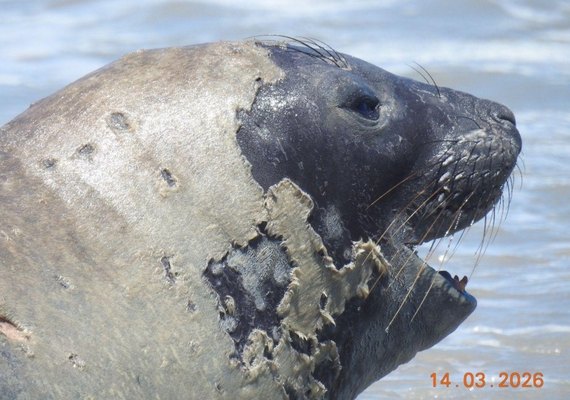 Elefante-marinho é encontrado morto em Jequiá da Praia, AL