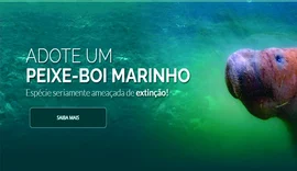 Turismo de observação de peixe-boi fortalece conservação em AL
