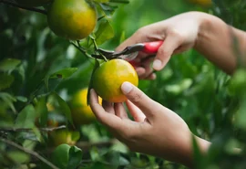 Planejamento é chave para sucesso na fruticultura, alertam técnicos