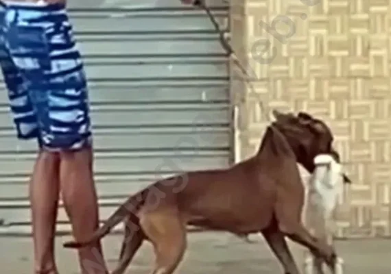 Homem que instigou pitbull a matar gato tem prisão revogada