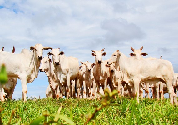 Começa primeira etapa de vacinação contra febre aftosa