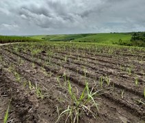 Produtores iniciam plantio de inverno da cana