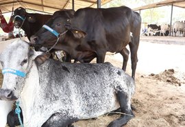 Mesmo com queda no rebanho, leite gera R$ 1,3 bilhão em Alagoas em 2024