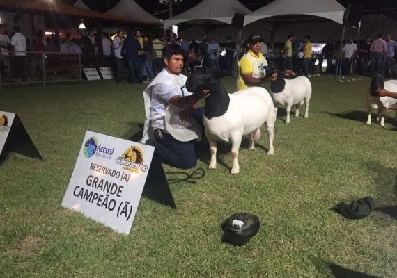 Exposição Nacional  de ovinos vai movimentar 69ª Expoagro/AL