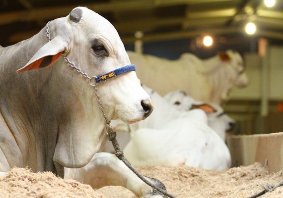 Expoagro/AL expõe ao público a rotina de uma fazenda