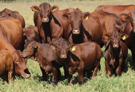 Lotes Santa Gertudris ficam à disposição para visitação técnica na Fazenda Mangabeira