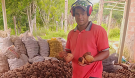 Cooperativa da agricultura familiar exporta 228 toneladas de coco de piaçava para o Egito