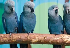 Últimas ararinhas-azuis livres são infectadas por vírus incurável após falhas em criadouro na Bahia