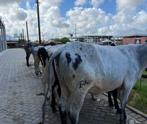 Programação da Expoalagoas Genética será aberta nesta quarta (17)