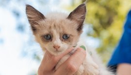 Cães e gatos vão estar disponíveis para adoção na Rua Aberta neste domingo (23)