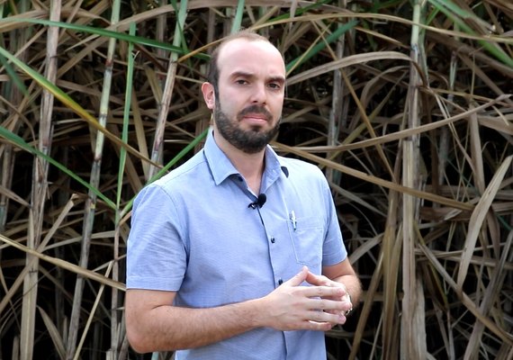 Fornecedor de AL deve responder por 50% da cana processada